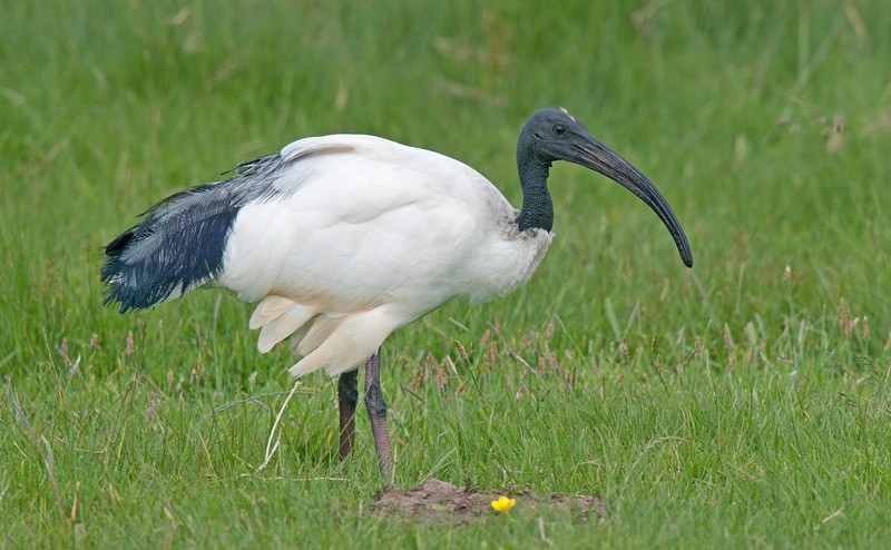 Sacred Ibis