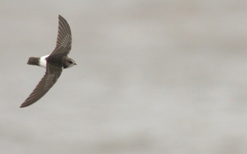 Little Swift