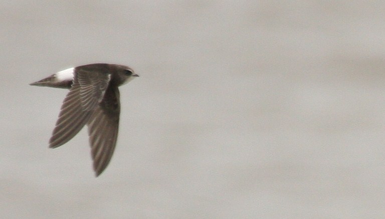 Little Swift