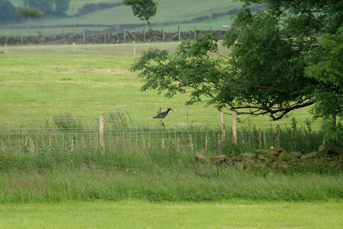 Northern Bald Ibis