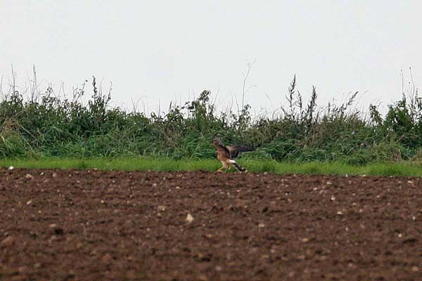Pallid Harrier