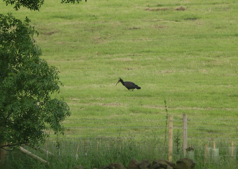 Northern Bald Ibis