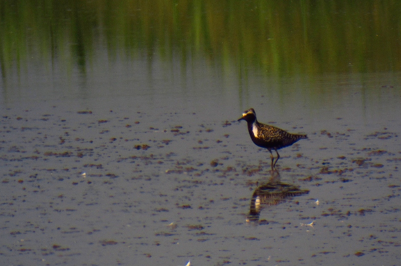 Pacific Golden Plover