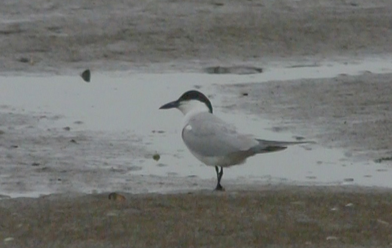 Gull-billed Tern