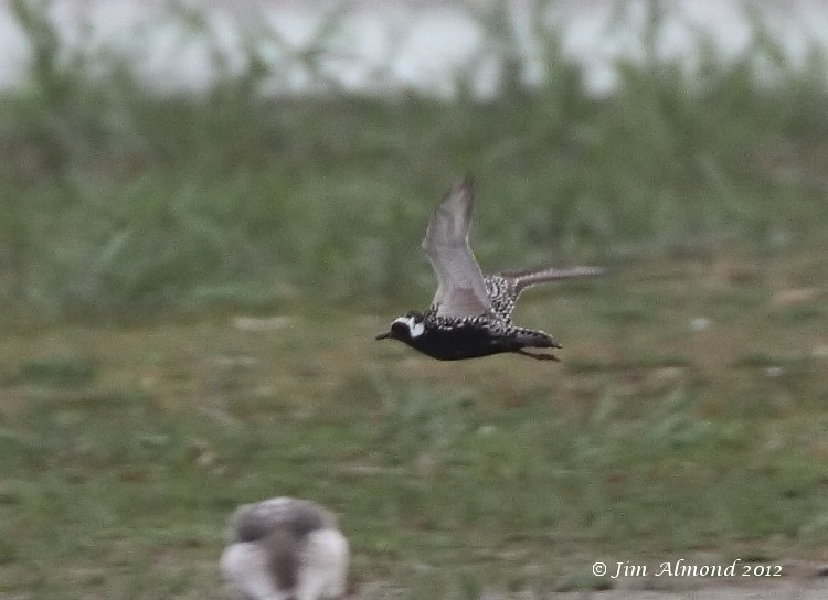 Pacific Golden Plover