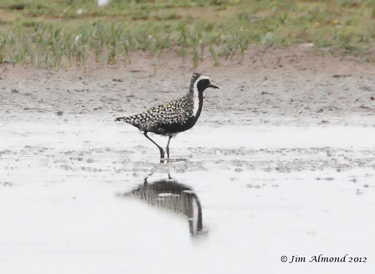 Pacific Golden Plover