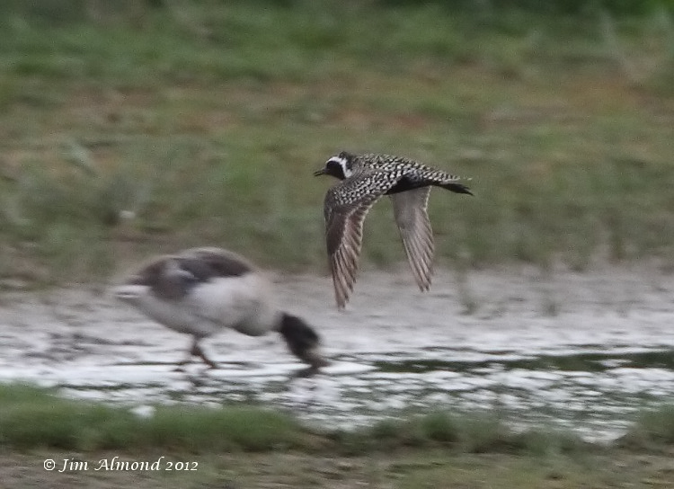 Pacific Golden Plover
