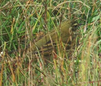 Olive-backed Pipit