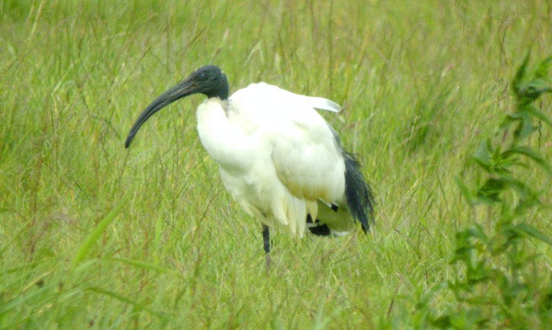 Sacred Ibis