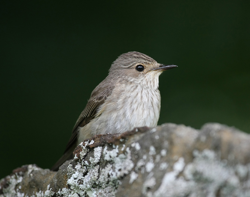 Spotted Flycatcher