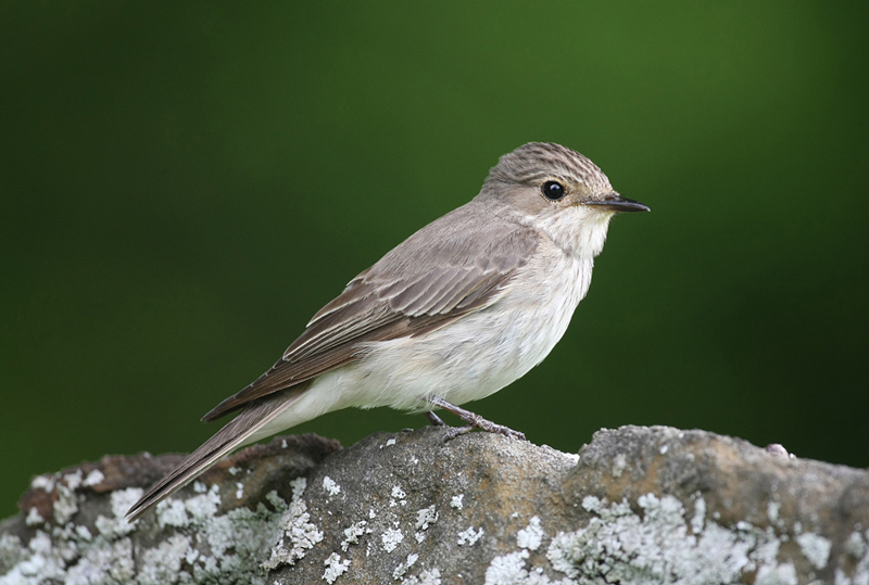 Spotted Flycatcher