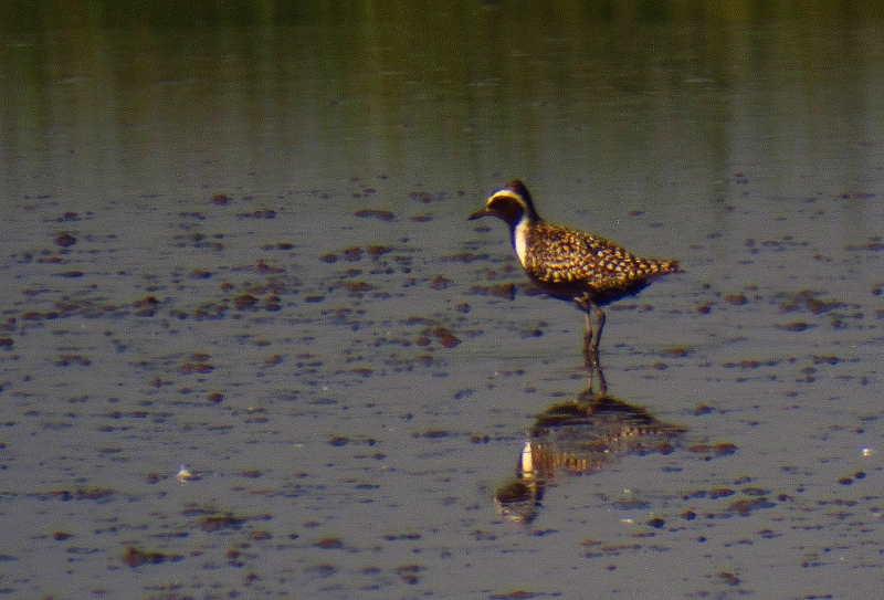 Pacific Golden Plover