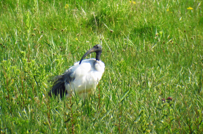 Sacred Ibis
