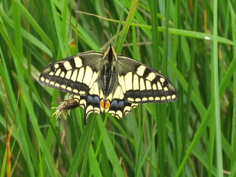 Swallowtail butterfly