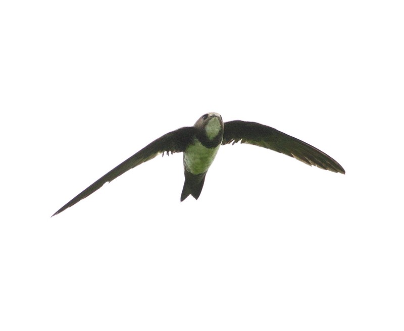 Alpine Swift