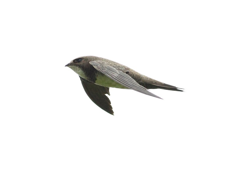 Alpine Swift