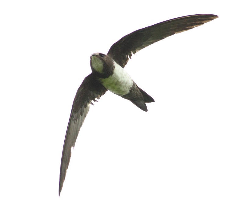Alpine Swift