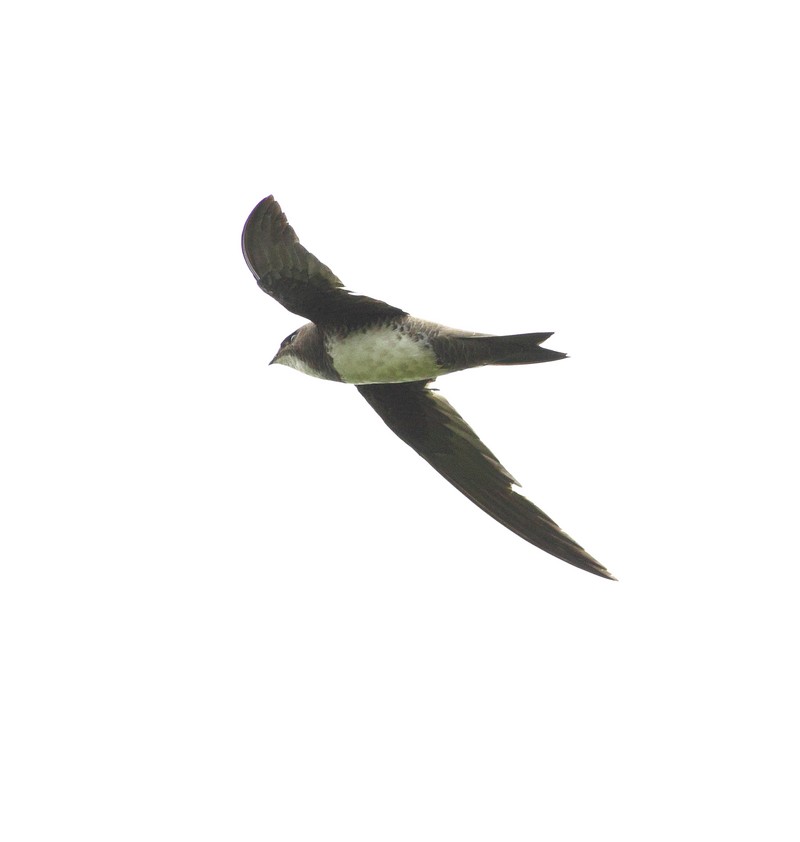 Alpine Swift