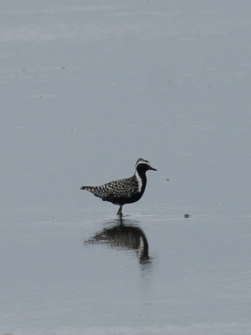 Pacific Golden Plover