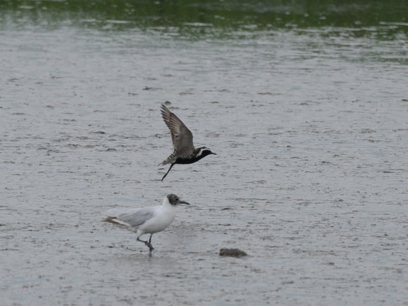 Pacific Golden Plover