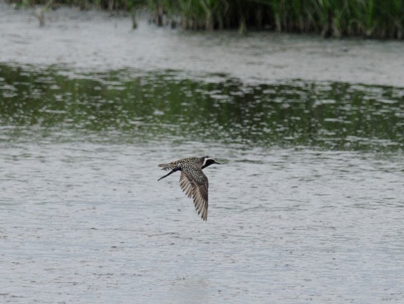 Pacific Golden Plover