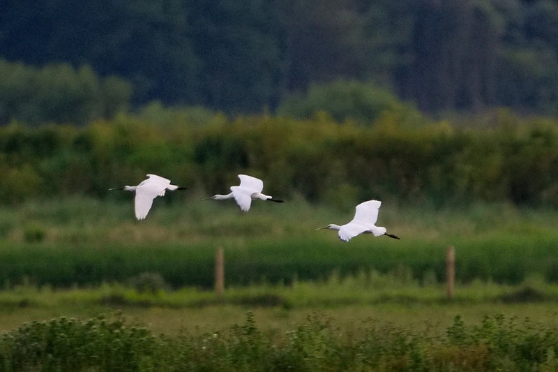 Spoonbill