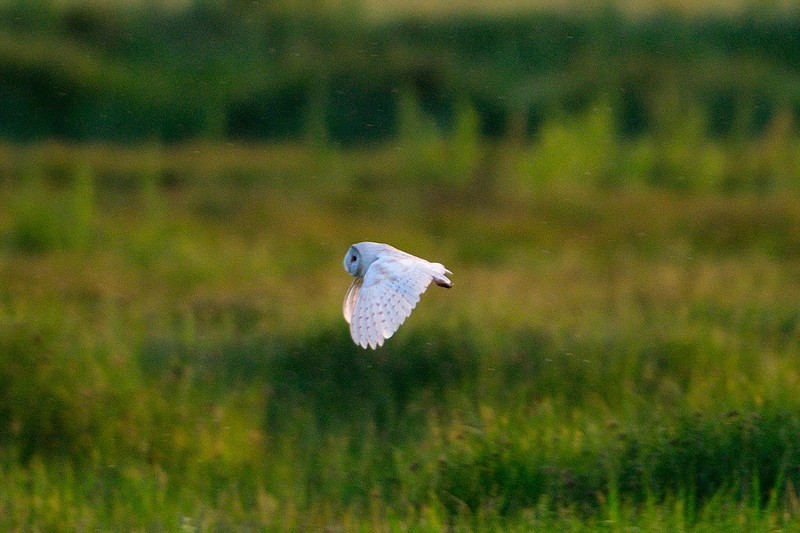 Barn Owl