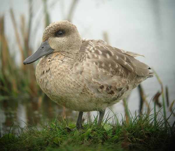 Marbled Duck