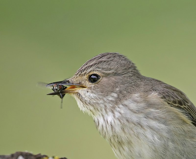 Spotted Flycatcher