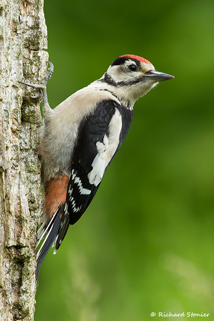 Great Spotted Woodpecker