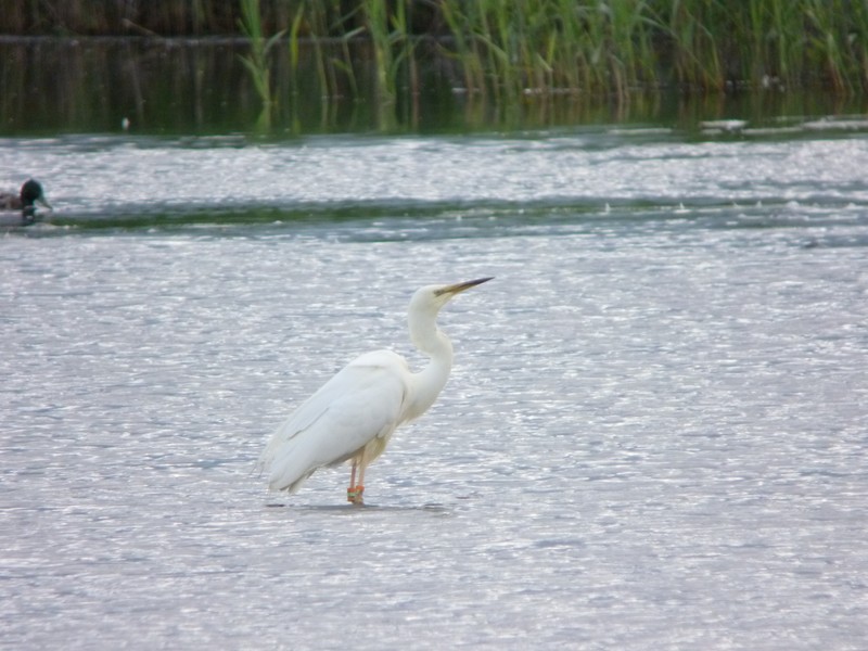Great White Egret