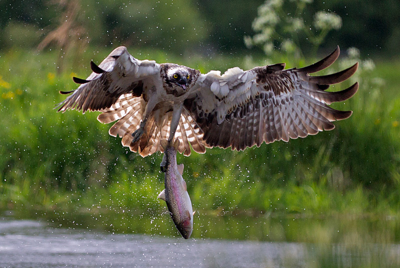 Osprey