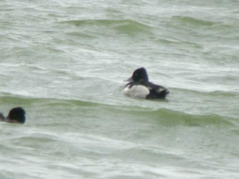 Ring-necked Duck