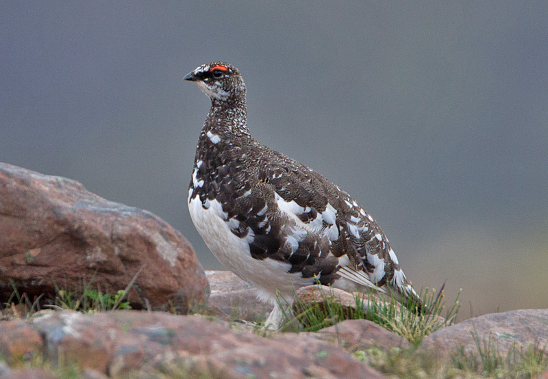 Ptarmigan