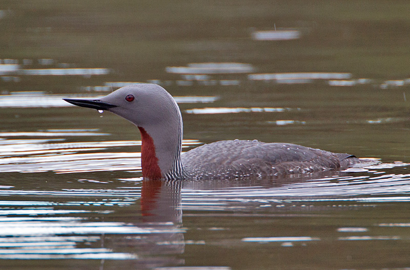 Red-throated Diver