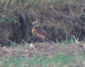 Pallid Harrier