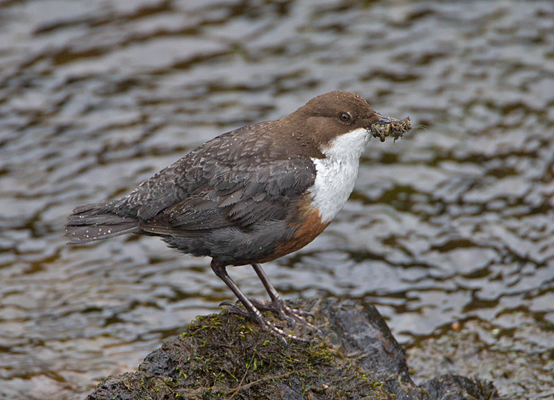 Dipper