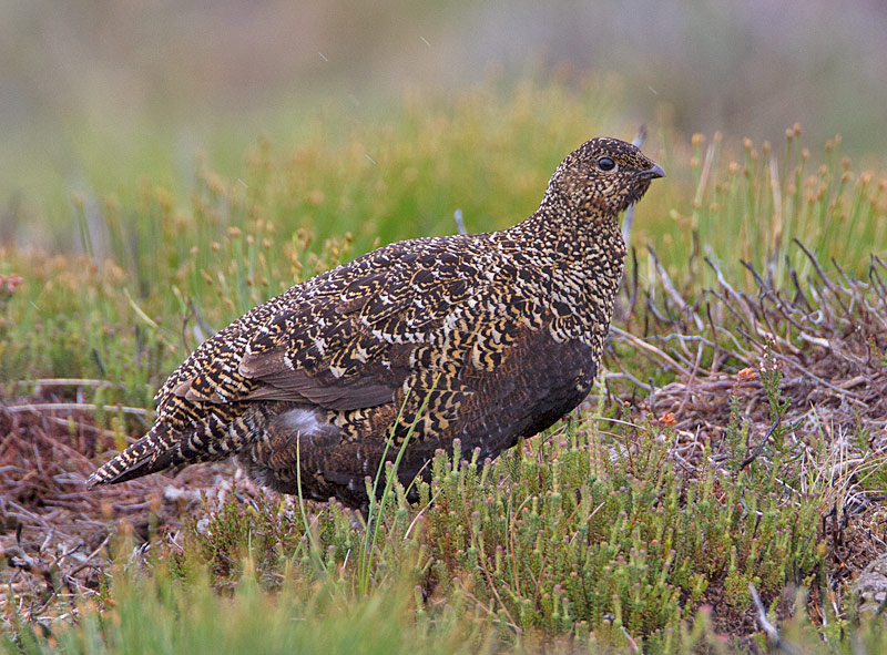 Red Grouse