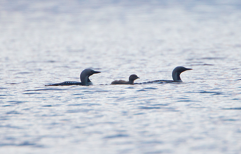 Black-throated Diver