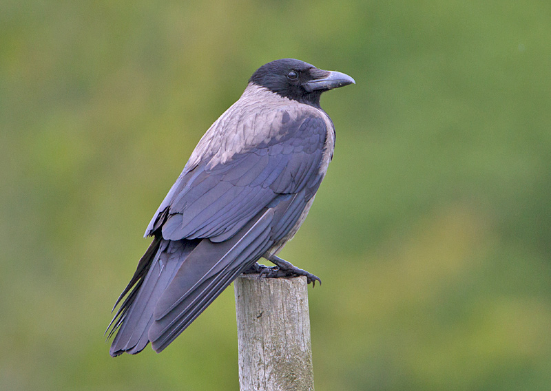 Hooded Crow