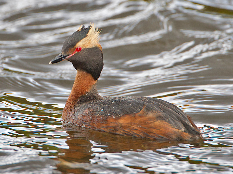 Slavonian Grebe