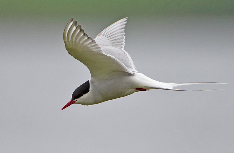 Arctic Tern