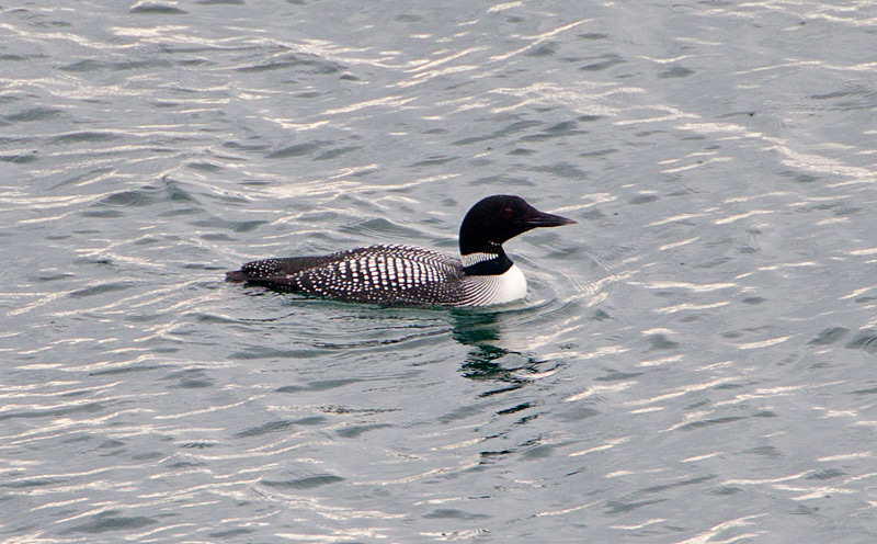 Great Northern Diver