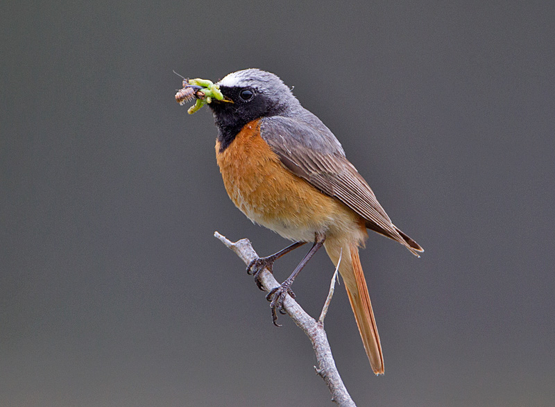 Redstart