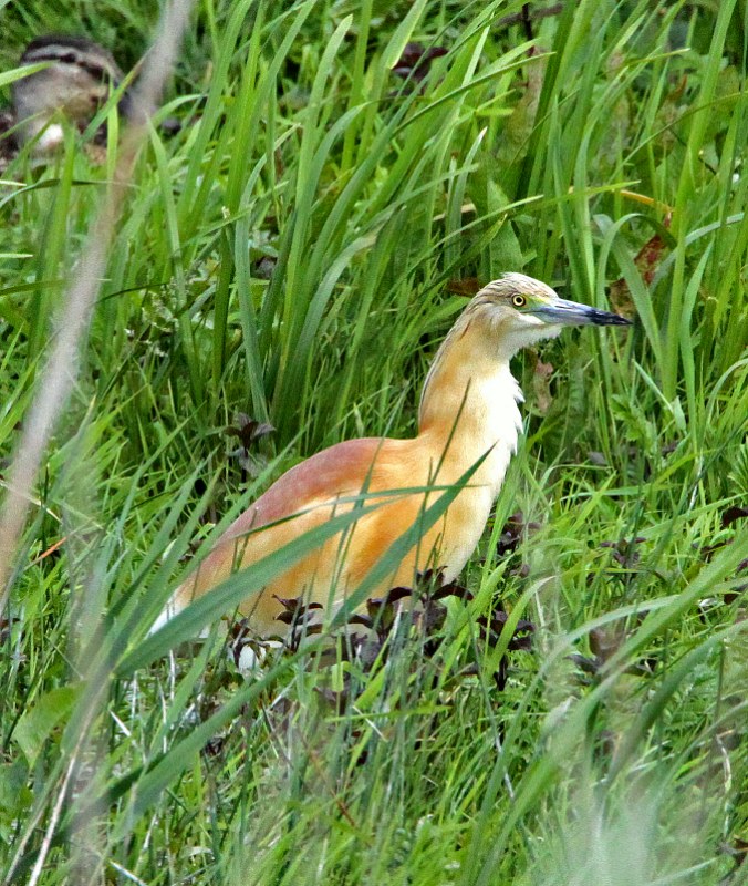 Squacco Heron