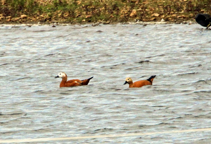 Ruddy Shelduck
