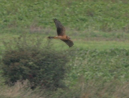 Pallid Harrier