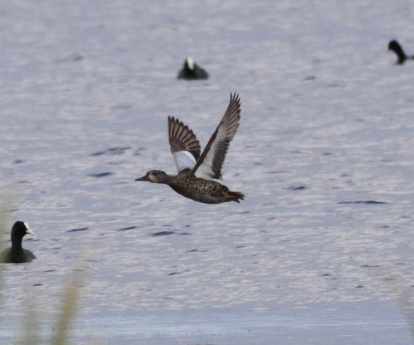 Blue-winged Teal