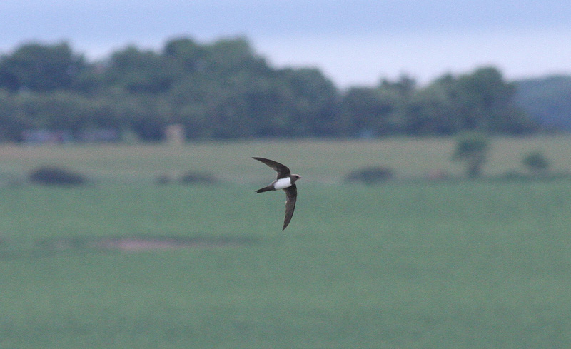 Alpine Swift