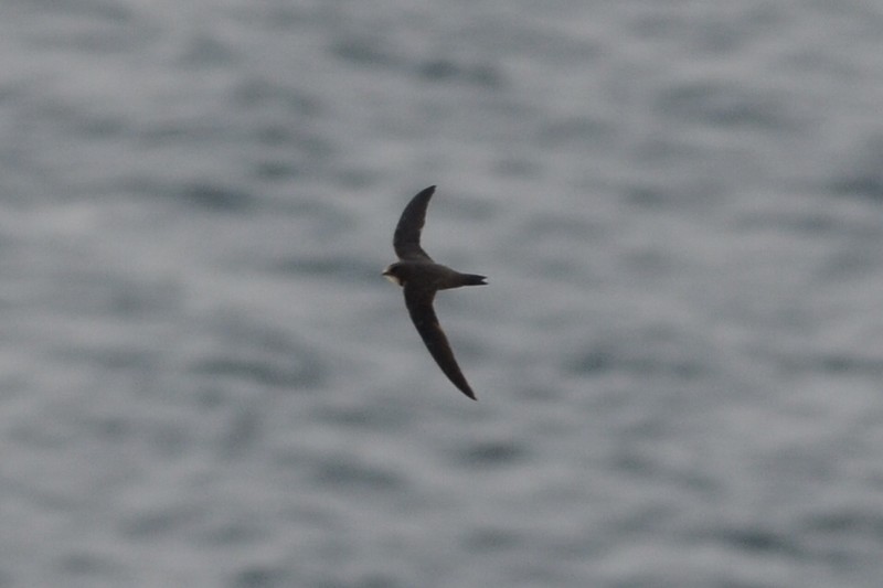 Alpine Swift
